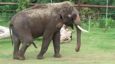The elephant&rsquo;s penis is not only massive but prehensile. They use it to prop themselves up, swat flies from their side and scratch themselves on their stomach