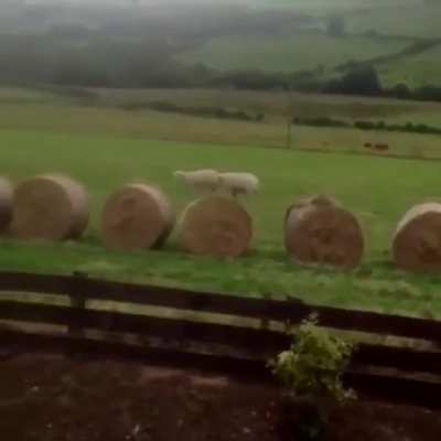 What sheep get up to when no one's around.