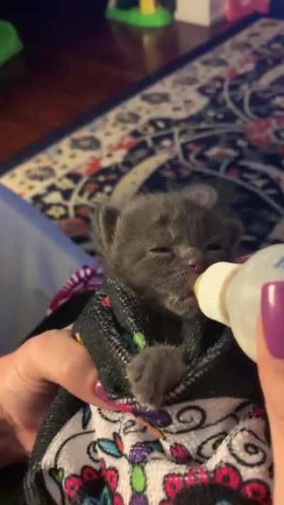 Illegally smol mealtime