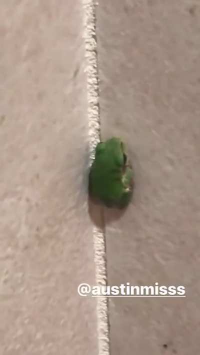 Cute frog