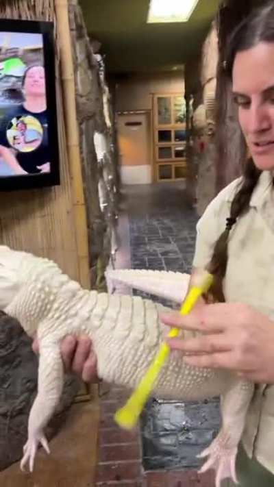 Gator brushies