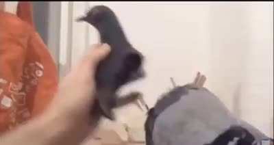 PIGEON