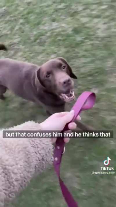 Dog thinks it's HIS turn