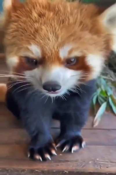 Avez-vous d&eacute;j&agrave; vu... un panda rouge manger des raisins rouges?