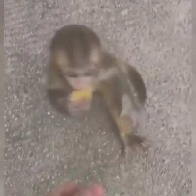 What da monke doin
