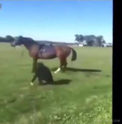 [LFO] Australian horse trainer dies after getting kicked in the head by a horse.