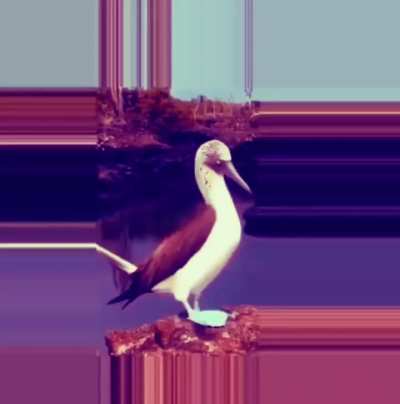 b&Ouml;&Ouml;b&Iuml;&Euml;s
