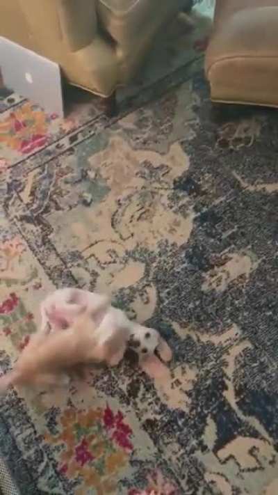 Ambush.