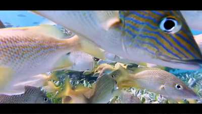 Underwater Bliss, Isla Mujeres life. GoPro 7 Black with Macro lens