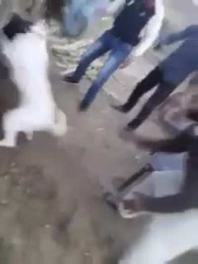 Don&rsquo;t get into dog fights