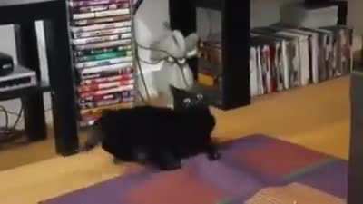 Startled void