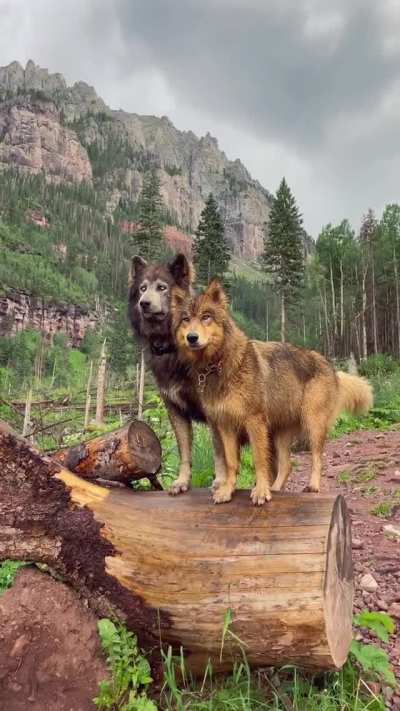 🔥 noble wolves