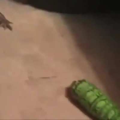 Frogge