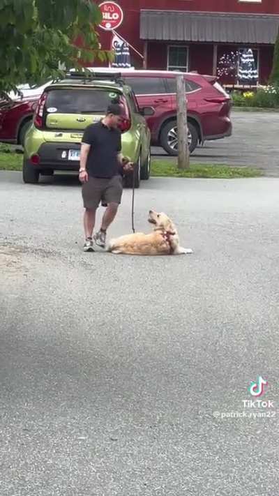 This golden retriever deciding it doesn&rsquo;t want to walk anymore