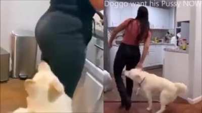 CACHORRO E SUA DONA