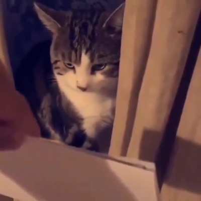 That's a smart cat
