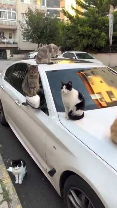 We've got you surrounded! - Stray cats