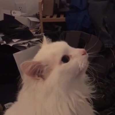 the beatings will continue until meowrale improves
