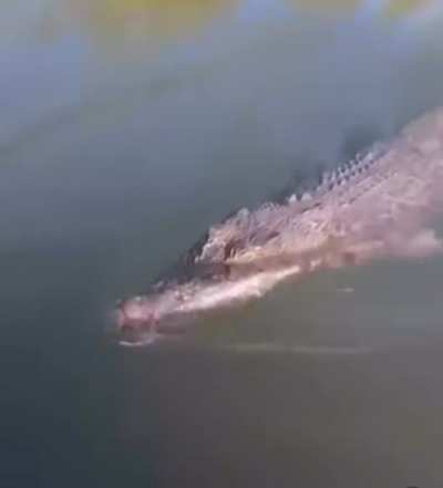Croc changes mind