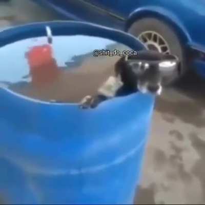 Kkkkkkk perro visionario mano