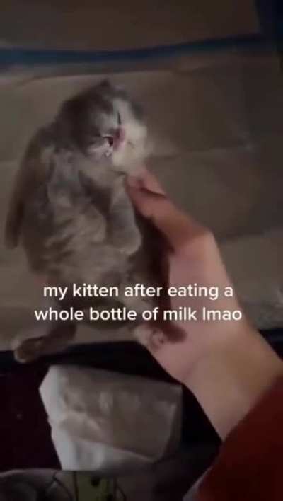 Milk coma 