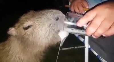 Capivara... o animal mais br que ja vi.