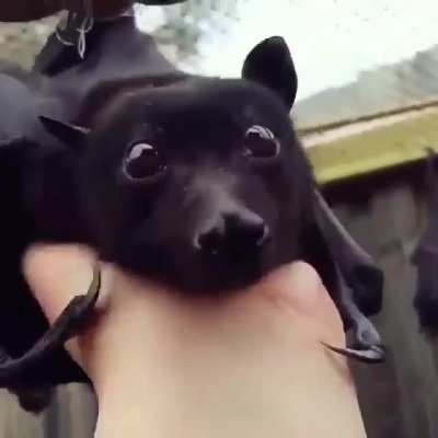 Ear wiggles 🦇