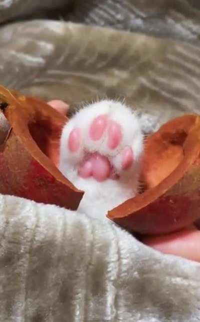 I&rsquo;ll have 4 please