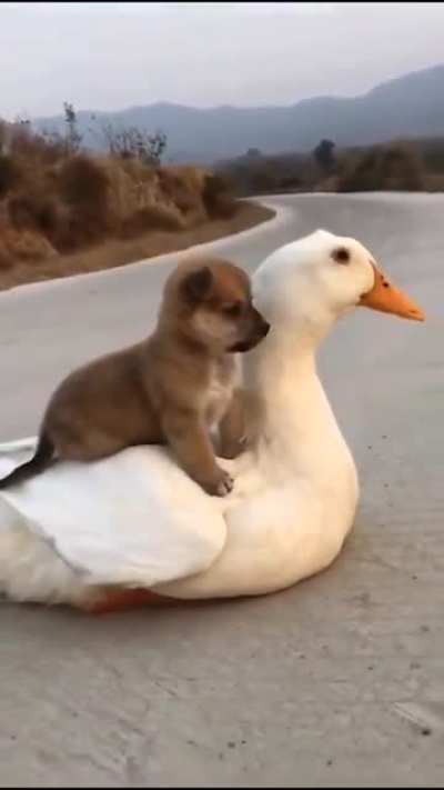 Go, duck, go!