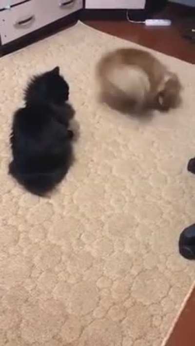 The dog: &ldquo;A friend to play, a friend to play&rdquo; 🤪. The cat: "What's wrong with him ???"🤨