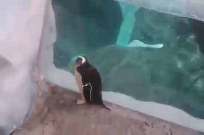 Helping a penguin