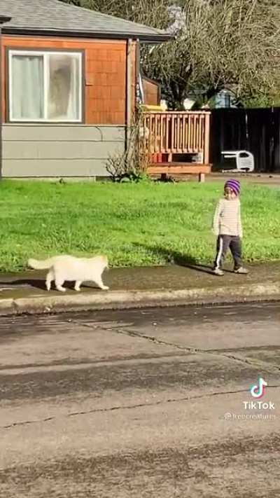 Tale of a boy and a cat