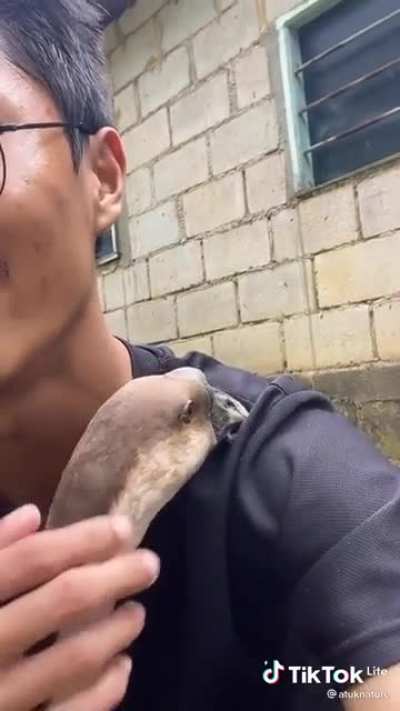 Duck drama