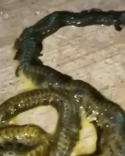 Whatever this is