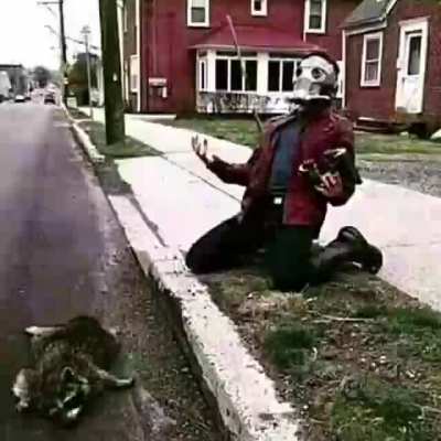 racoon go brrr