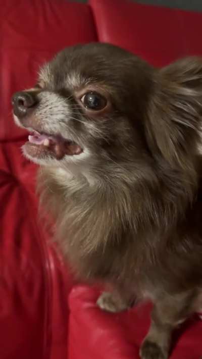 Why does my chihuahua smile like this