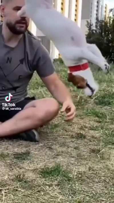 Perro flip 