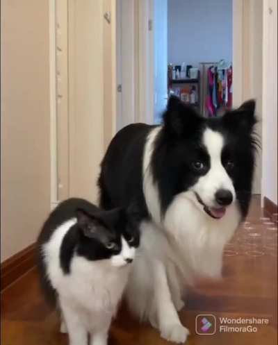 Cute twin brothers