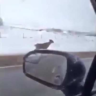 Do a flip !