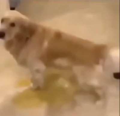 what da dog doin