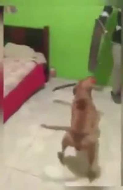 Dangerous dog