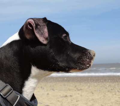 &ldquo;If there are no dogs in Heaven, then when I die I want to go where they went.&rdquo; &ndash; Will Rogers