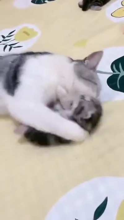 "Mom comfort her kitten having a nightmare"