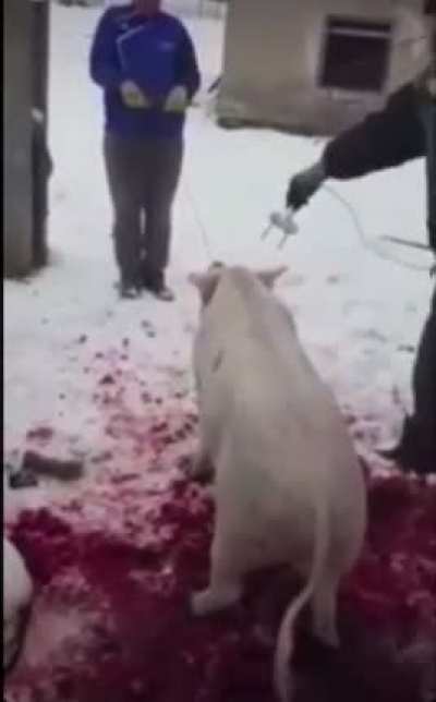 To slaughter the pig