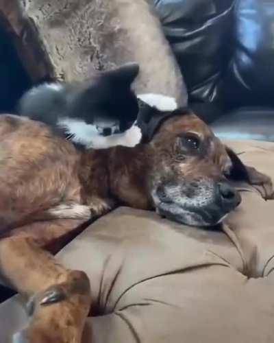 "Looks like you could use some licks doggo"