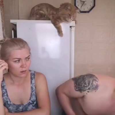 Don't kill the cat