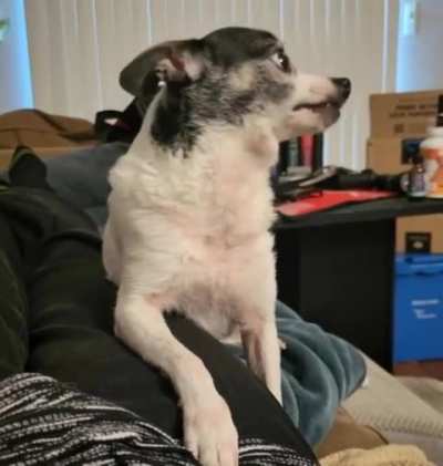 Belle asking for pets! 🐶The way she looked at me at the beginning...Dad says she looks serious. "You are not getting up! I'm gonna hold you down, and you're gonna pet me!" Aww...she didn't need to do that! I pet her every time I see her! 🥰