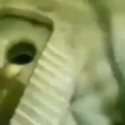 cursed_cats