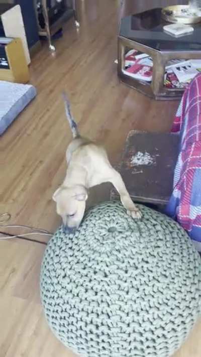 Puppy&rsquo;s first parkore fail