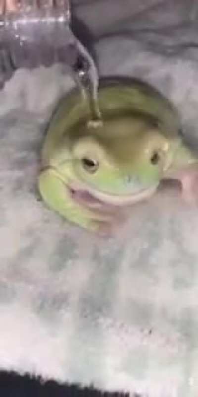 Phrog